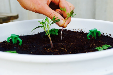 Fleabane Daisy Seeds - Amazing Guideline for Planting and Buying