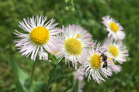 Fleabane Daisy Seeds - Amazing Guideline for Planting and Buying