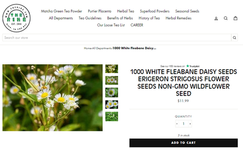 Fleabane Daisy Seeds - Amazing Guideline for Planting and Buying