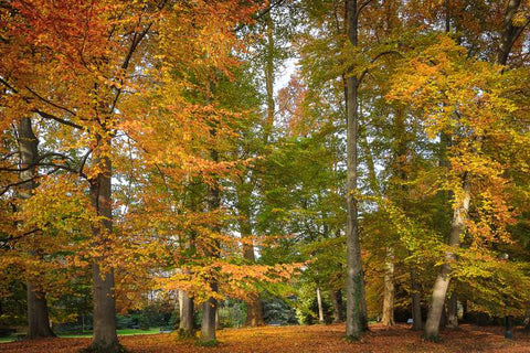 beech tree