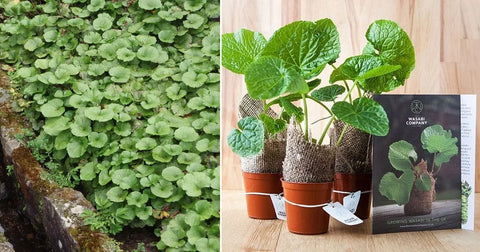 How to Grow Wasabi from Seed