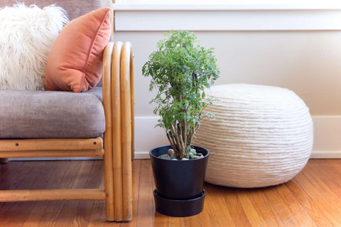 How Do You Care For Ming Aralia?- Essential Tips for Keeping Your Plant Healthy