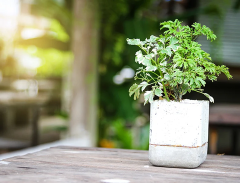 How Do You Care For Ming Aralia?- Essential Tips for Keeping Your Plant Healthy