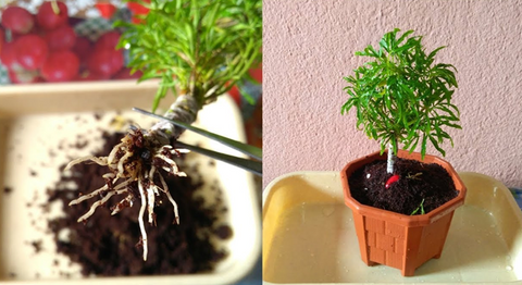 How Do You Care For Ming Aralia?- Essential Tips for Keeping Your Plant Healthy