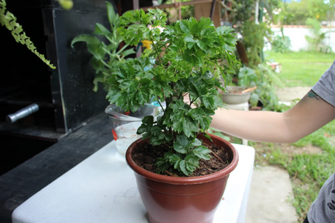 How Do You Care For Ming Aralia?- Essential Tips for Keeping Your Plant Healthy