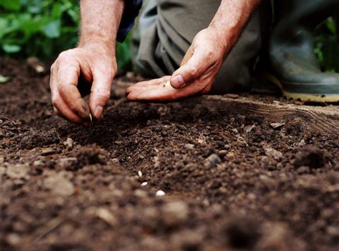 How To Plant Amaranth Seeds - A Guide From Seed to Superfood 