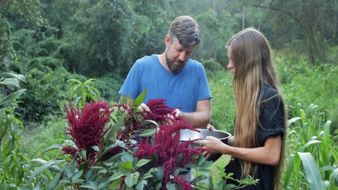 How To Plant Amaranth Seeds - A Guide From Seed to Superfood 