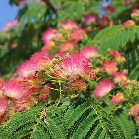 How do you grow a Persian silk tree (Pink Mimosa) from seed?
