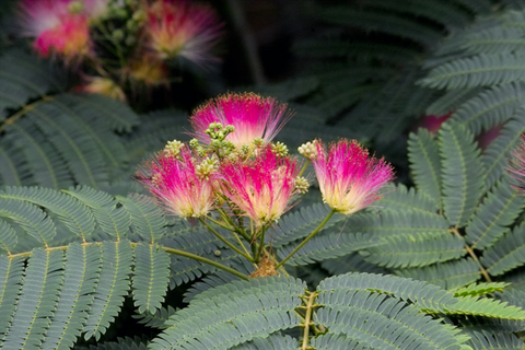 How do you grow a Persian silk tree (Pink Mimosa) from seed?