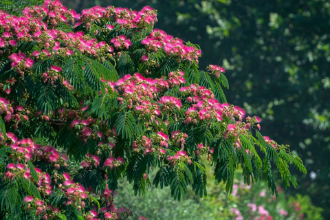 How do you grow a Persian silk tree (Pink Mimosa) from seed?