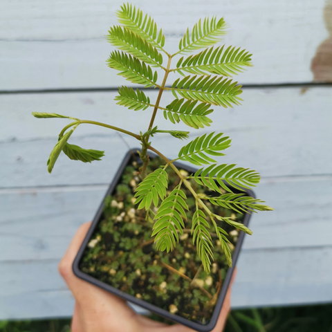 How do you grow a Persian silk tree (Pink Mimosa) from seed?