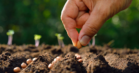 How to Start Seeds: A Guide to Growing Plants From Seeds