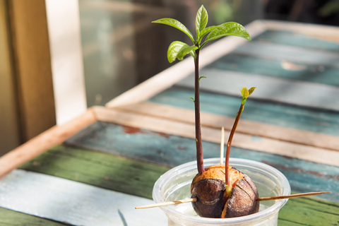 How to grow an avocado from seed