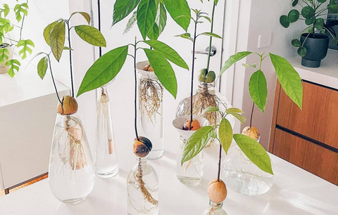 How to grow an avocado from seed