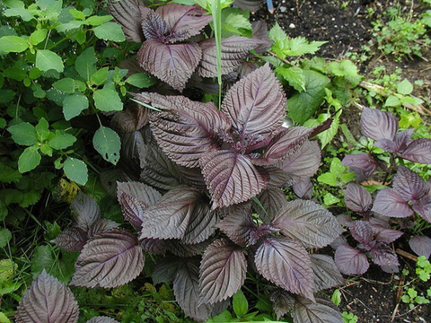 How To Grow Shiso (Perilla) - A Comprehensive Guide