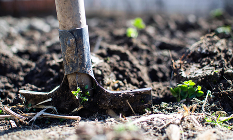 How To Grow Shiso (Perilla) - A Comprehensive Guide