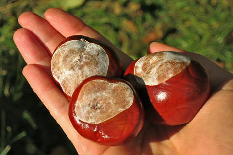 How to plant a horse chestnut tree from seed - A Beginner's Guide