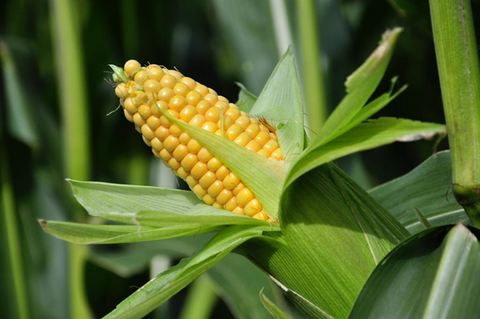 Is maize and corn the same thing? - A Comprehensive Comparison