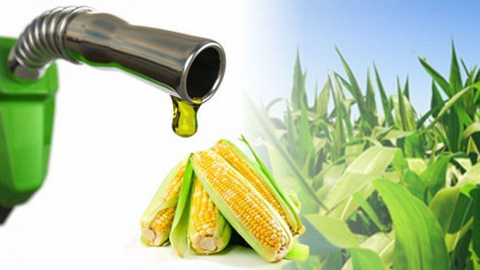 Is maize and corn the same thing? - A Comprehensive Comparison