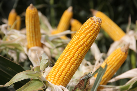 Is maize and corn the same thing? - A Comprehensive Comparison