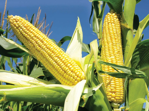 Is maize and corn the same thing? - A Comprehensive Comparison