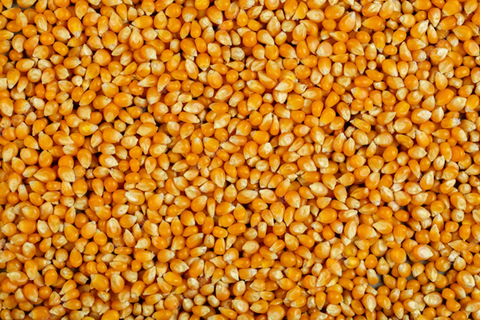 Is maize and corn the same thing? - A Comprehensive Comparison