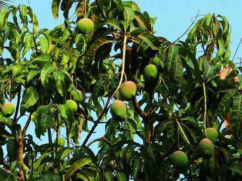 Amazing Health Benefits Of Mango Leaves