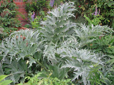 Artichoke leaf tea