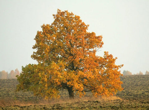 Full Guide On How To Grow An Oak Tree From Seeds