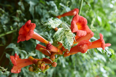 Orange Trumpet Creeper Vine - Benefits for Your Health and Garden