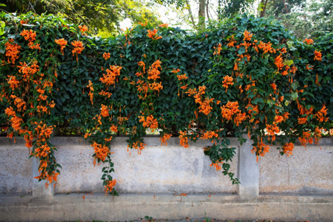 Orange Trumpet Creeper Vine - Benefits for Your Health and Garden