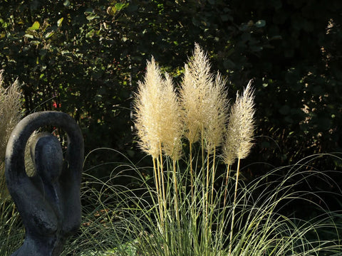 How to Grow Pampas Grass from Seeds