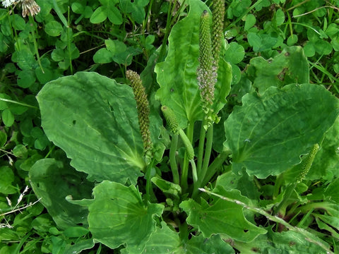 plantain leaves