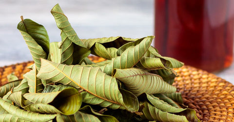 guava leaves