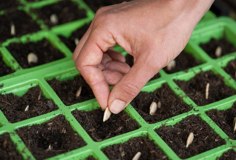 Must-Know Tips For The Longest Storing Seeds