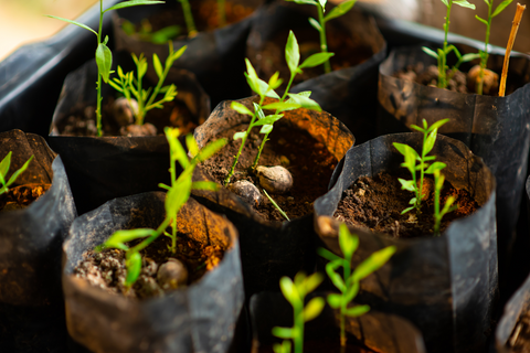 Where Does Your Vegetable Seed Come From?