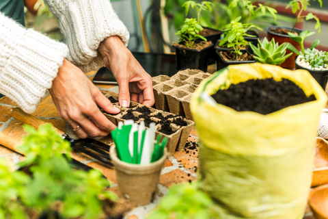 Where Does Your Vegetable Seed Come From?