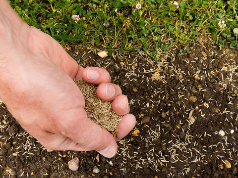 Tips for Planting Grass Seed in Fall 