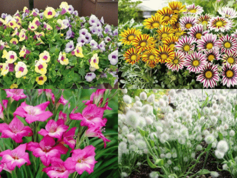 Flowers for Harvesting Seeds