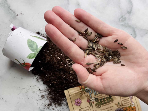 Flowers for Harvesting Seeds