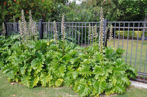 Answered: What Is Acanthus Used For? How To Use This Herb?