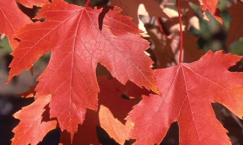 What Is Autumn Red Maple Used For? - Explore Its Diverse Applications