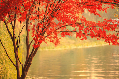 What Is Autumn Red Maple Used For? - Explore Its Diverse Applications