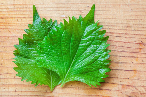 What is shiso (Perilla) good for? - Discover Its Versatile Benefits