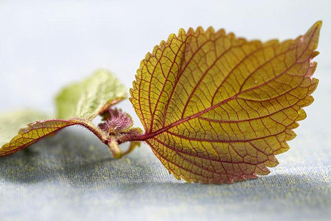 What is shiso (Perilla) good for? - Discover Its Versatile Benefits