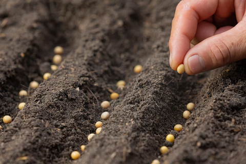 What is the difference between sowing seeds and planting seeds?