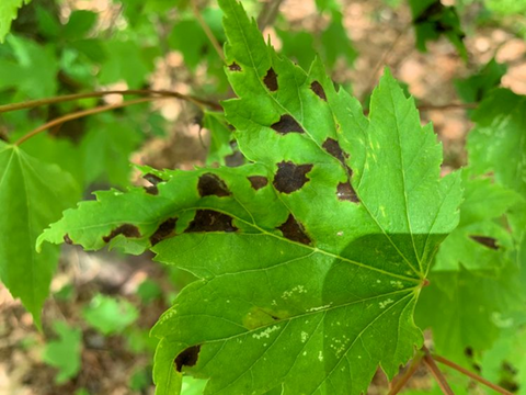 When Do You Plant Sugar Maples & Red Maples