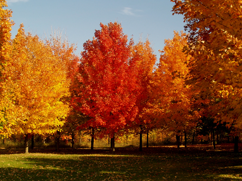 When Do You Plant Sugar Maples & Red Maples