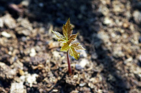 When Do You Plant Sugar Maples & Red Maples