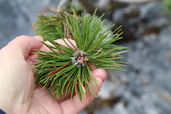 Which pine leaf variety is edible